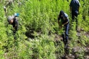 P14.9-M worth of marijuana destroyed in Kalinga
